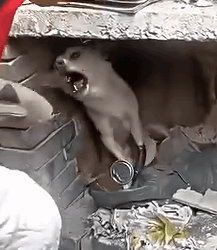 Part2 Animals Rescue #dogrescue #rescuedog #dogsofttiktok #foryoupage #foryou #dogs