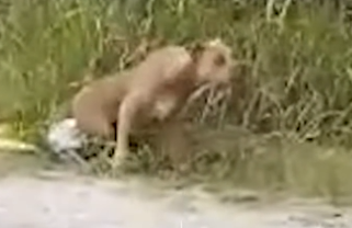 Part2 Animals Rescue #dogrescue #rescuedog #dogsofttiktok #foryoupage #foryou #dogs