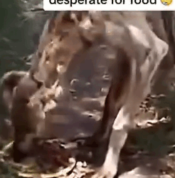 Part2 Animals Rescue #dogrescue #rescuedog #dogsofttiktok #foryoupage #foryou #dogs