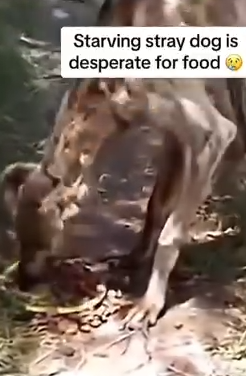 Part2 Animals Rescue #dogrescue #rescuedog #dogsofttiktok #foryoupage #foryou #dogs