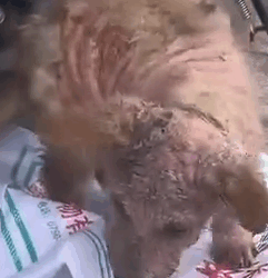 Part2 Animals Rescue #dogrescue #rescuedog #dogsofttiktok #foryoupage #foryou #dogs