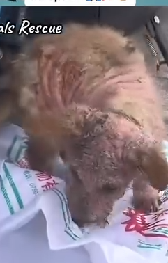 Part2 Animals Rescue #dogrescue #rescuedog #dogsofttiktok #foryoupage #foryou #dogs