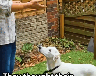 Part2 Animals Rescue #dogrescue #rescuedog #dogsofttiktok #foryoupage #foryou #dogs