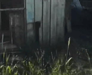 Part2 Animals Rescue #dogrescue #rescuedog #dogsofttiktok #foryoupage #foryou #dogs