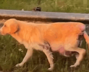 Part2 Animals Rescue #dogrescue #rescuedog #dogsofttiktok #foryoupage #foryou #dogs