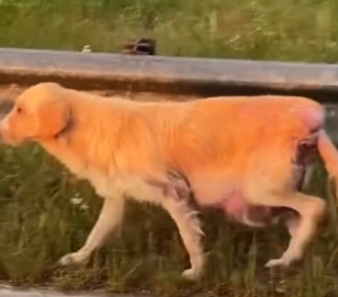 Part2 Animals Rescue #dogrescue #rescuedog #dogsofttiktok #foryoupage #foryou #dogs