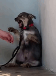 Part2 Animals Rescue #dogrescue #rescuedog #dogsofttiktok #foryoupage #foryou #dogs