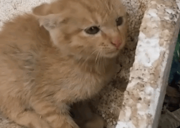 Part2 Animals Rescue #dogrescue #rescuedog #dogsofttiktok #foryoupage #foryou #dogs