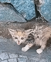 Part2 Animals Rescue #dogrescue #rescuedog #dogsofttiktok #foryoupage #foryou #dogs