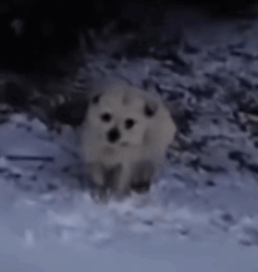 Part2 Animals Rescue #dogrescue #rescuedog #dogsofttiktok #foryoupage #foryou #dogs