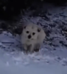 Part2 Animals Rescue #dogrescue #rescuedog #dogsofttiktok #foryoupage #foryou #dogs