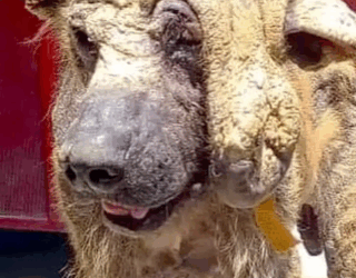 Part2 Animals Rescue #dogrescue #rescuedog #dogsofttiktok #foryoupage #foryou #dogs