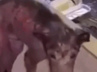 Part2 Animals Rescue #dogrescue #rescuedog #dogsofttiktok #foryoupage #foryou #dogs