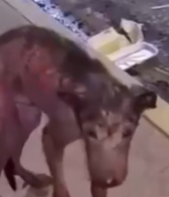 Part2 Animals Rescue #dogrescue #rescuedog #dogsofttiktok #foryoupage #foryou #dogs