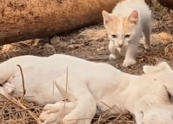 Part2 Animals Rescue #dogrescue #rescuedog #dogsofttiktok #foryoupage #foryou #dogs