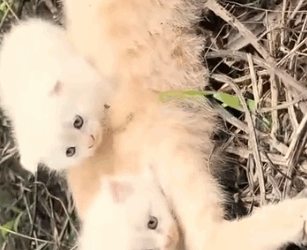 Part2 Animals Rescue #dogrescue #rescuedog #dogsofttiktok #foryoupage #foryou #dogs