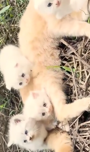 Part2 Animals Rescue #dogrescue #rescuedog #dogsofttiktok #foryoupage #foryou #dogs