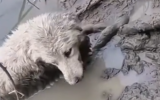 Part2 Animals Rescue #dogrescue #rescuedog #dogsofttiktok #foryoupage #foryou #dogs