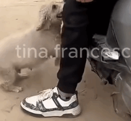 Part2 Animals Rescue #dogrescue #rescuedog #dogsofttiktok #foryoupage #foryou #dogs