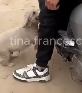 Part2 Animals Rescue #dogrescue #rescuedog #dogsofttiktok #foryoupage #foryou #dogs