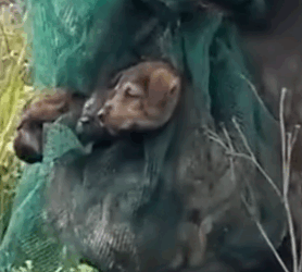 Part2 Animals Rescue #dogrescue #rescuedog #dogsofttiktok #foryoupage #foryou #dogs