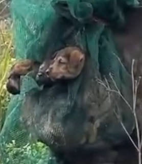 Part2 Animals Rescue #dogrescue #rescuedog #dogsofttiktok #foryoupage #foryou #dogs