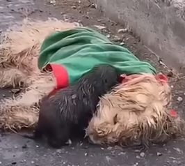 Part2 Animals Rescue #dogrescue #rescuedog #dogsofttiktok #foryoupage #foryou #dogs