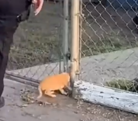 Part2 Animals Rescue #dogrescue #rescuedog #dogsofttiktok #foryoupage #foryou #dogs