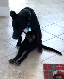 Part2 Animals Rescue #dogrescue #rescuedog #dogsofttiktok #foryoupage #foryou #dogs