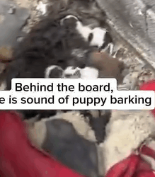 Part2 Animals Rescue #dogrescue #rescuedog #dogsofttiktok #foryoupage #foryou #dogs