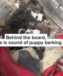 Part2 Animals Rescue #dogrescue #rescuedog #dogsofttiktok #foryoupage #foryou #dogs