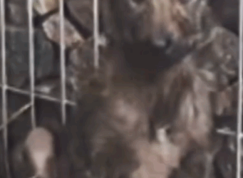 Part2 Animals Rescue #dogrescue #rescuedog #dogsofttiktok #foryoupage #foryou #dogs