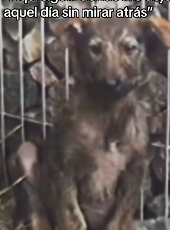 Part2 Animals Rescue #dogrescue #rescuedog #dogsofttiktok #foryoupage #foryou #dogs