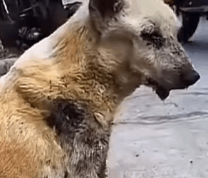 Part2 Animals Rescue #dogrescue #rescuedog #dogsofttiktok #foryoupage #foryou #dogs
