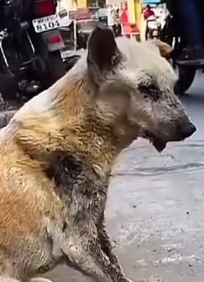 Part2 Animals Rescue #dogrescue #rescuedog #dogsofttiktok #foryoupage #foryou #dogs