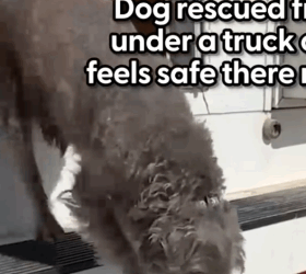 Part2 Animals Rescue #dogrescue #rescuedog #dogsofttiktok #foryoupage #foryou #dogs