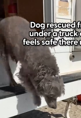 Part2 Animals Rescue #dogrescue #rescuedog #dogsofttiktok #foryoupage #foryou #dogs