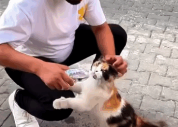 Part2 Animals Rescue #dogrescue #rescuedog #dogsofttiktok #foryoupage #foryou #dogs