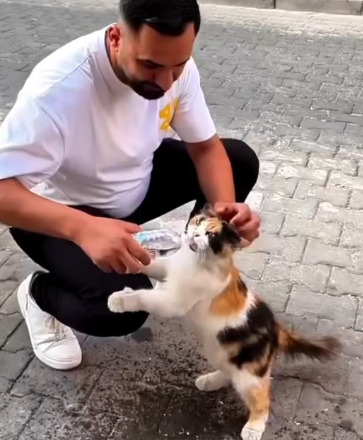 Part2 Animals Rescue #dogrescue #rescuedog #dogsofttiktok #foryoupage #foryou #dogs