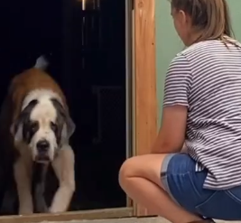 Part2 Animals Rescue #dogrescue #rescuedog #dogsofttiktok #foryoupage #foryou #dogs