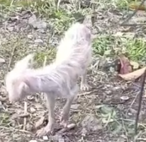 Part2 Animals Rescue #dogrescue #rescuedog #dogsofttiktok #foryoupage #foryou #dogs