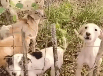 Part2 Animals Rescue #dogrescue #rescuedog #dogsofttiktok #foryoupage #foryou #dogs