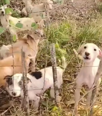 Part2 Animals Rescue #dogrescue #rescuedog #dogsofttiktok #foryoupage #foryou #dogs