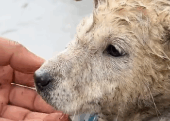 Part2 Animals Rescue #dogrescue #rescuedog #dogsofttiktok #foryoupage #foryou #dogs