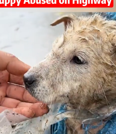 Part2 Animals Rescue #dogrescue #rescuedog #dogsofttiktok #foryoupage #foryou #dogs