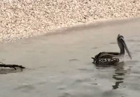 Part2 Animals Rescue #dogrescue #rescuedog #dogsofttiktok #foryoupage #foryou #dogs