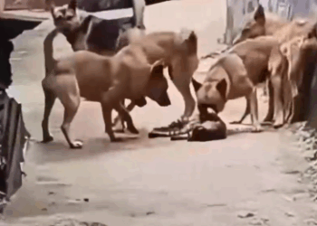 Part2 Animals Rescue #dogrescue #rescuedog #dogsofttiktok #foryoupage #foryou #dogs