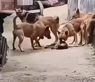 Part2 Animals Rescue #dogrescue #rescuedog #dogsofttiktok #foryoupage #foryou #dogs