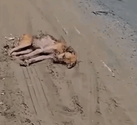 Part2 Animals Rescue #dogrescue #rescuedog #dogsofttiktok #foryoupage #foryou #dogs