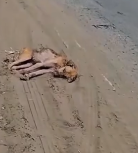 Part2 Animals Rescue #dogrescue #rescuedog #dogsofttiktok #foryoupage #foryou #dogs